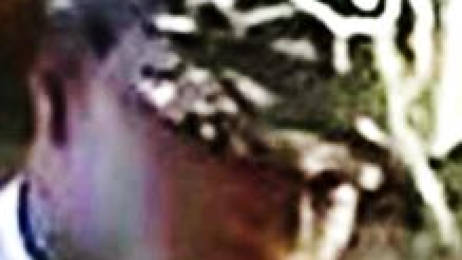 Longview Grab and Run Thief